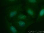 NCKAP5 Antibody in Immunocytochemistry (ICC/IF)