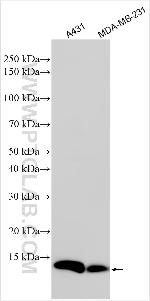 PSMG4 Antibody in Western Blot (WB)