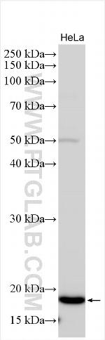 Leiomodin-2 Antibody in Western Blot (WB)
