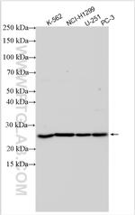 ASCL1 Antibody in Western Blot (WB)