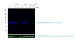 Rabbit IgG (H+L) Secondary Antibody in Western Blot (WB)
