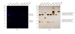 Rabbit IgG (H+L) Secondary Antibody in Western Blot (WB)