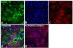 Rabbit IgG (H+L) Cross-Adsorbed Secondary Antibody in Immunocytochemistry (ICC/IF)