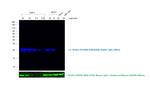 Rabbit IgG (H+L) Cross-Adsorbed Secondary Antibody in Western Blot (WB)