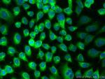 PTPN12 Antibody in Immunocytochemistry (ICC/IF)