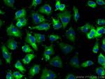 PTPN12 Antibody in Immunocytochemistry (ICC/IF)