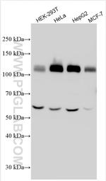 PTPN12 Antibody in Western Blot (WB)