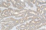 COX19 Antibody in Immunohistochemistry (Paraffin) (IHC (P))