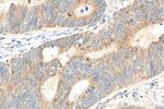 COX19 Antibody in Immunohistochemistry (Paraffin) (IHC (P))