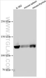 PIK3CG Antibody in Western Blot (WB)