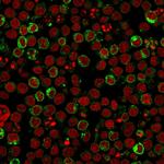 HLA-DRB (MHC II) Monoclonal Antibody (LN-3)