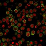 HLA-DRB (MHC II) Antibody in Immunocytochemistry (ICC/IF)