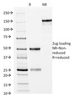 HLA-DRB (MHC II) Monoclonal Antibody (L243)