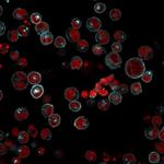 HLA-DRB (MHC II) Monoclonal Antibody (LN-3, HLA-DRB/1067)