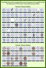 HLA-DRB (MHC II) Recombinant Rabbit Monoclonal Antibody (MSVA-478R)