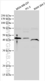 LPXN Antibody in Western Blot (WB)