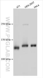 RC3H1 Antibody in Western Blot (WB)
