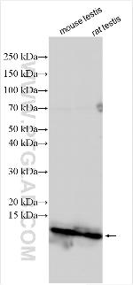 BANF2 Antibody in Western Blot (WB)
