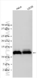 C18orf32 Antibody in Western Blot (WB)
