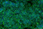 CD45 Antibody in Immunocytochemistry (ICC/IF)
