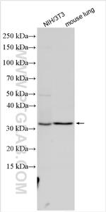 Lif Antibody in Western Blot (WB)