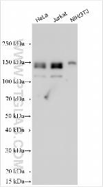 AFP Antibody in Western Blot (WB)