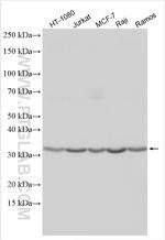 FOLR2 Antibody in Western Blot (WB)