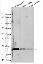 APOA1 Antibody in Western Blot (WB)