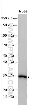 APOA1 Antibody in Western Blot (WB)