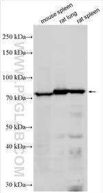 Lactotransferrin/LTF Antibody in Western Blot (WB)