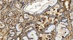 ARFGEF2 Antibody in Immunohistochemistry (Paraffin) (IHC (P))