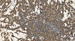ARFGEF2 Antibody in Immunohistochemistry (Paraffin) (IHC (P))