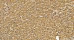 ARFGEF2 Antibody in Immunohistochemistry (Paraffin) (IHC (P))