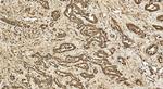 ARFGEF2 Antibody in Immunohistochemistry (Paraffin) (IHC (P))