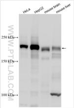 ARFGEF2 Antibody in Western Blot (WB)