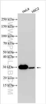 CBR1 Antibody in Western Blot (WB)