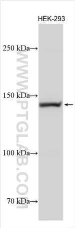 Collagen Type VI Antibody in Western Blot (WB)