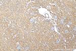 FNIP2 Antibody in Immunohistochemistry (Paraffin) (IHC (P))