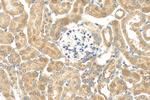 FNIP2 Antibody in Immunohistochemistry (Paraffin) (IHC (P))