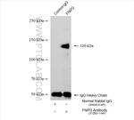 FNIP2 Antibody in Immunoprecipitation (IP)