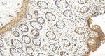 TMEM189 Antibody in Immunohistochemistry (Paraffin) (IHC (P))