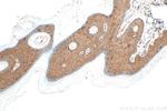 PPL Antibody in Immunohistochemistry (Paraffin) (IHC (P))