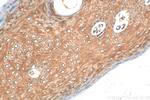 PPL Antibody in Immunohistochemistry (Paraffin) (IHC (P))