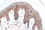 PPL Antibody in Immunohistochemistry (Paraffin) (IHC (P))