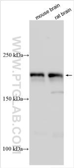 RAPGEF2 Antibody in Western Blot (WB)