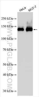 EPS15 Antibody in Western Blot (WB)