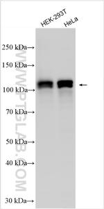 SCYL1 Antibody in Western Blot (WB)
