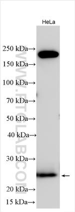 RAB21 Antibody in Western Blot (WB)