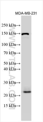 RAB21 Antibody in Western Blot (WB)