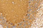 KIAA1715 Antibody in Immunohistochemistry (Paraffin) (IHC (P))